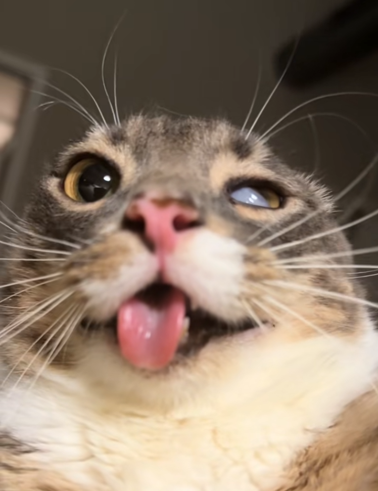 Rigby cross-eyed close-up