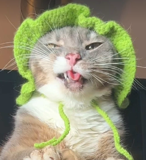Rigby in green hat