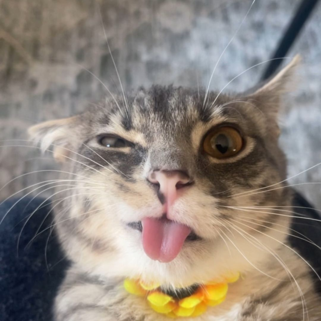 Rigby winking with flower collar